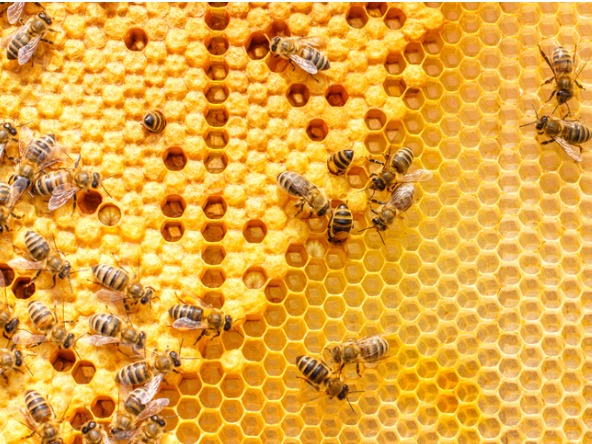Bees_efficient_work_operations_organise_crop